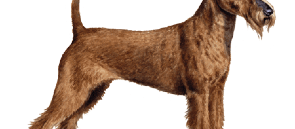 Irish Terrier: Dog Breed Characteristics & Care-WildCreaturey