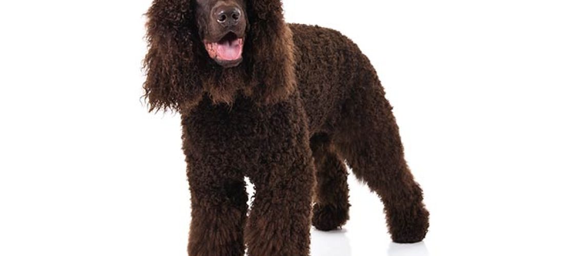 Irish Water Spaniel: Dog Breed Characteristics & Care-WildCreaturey