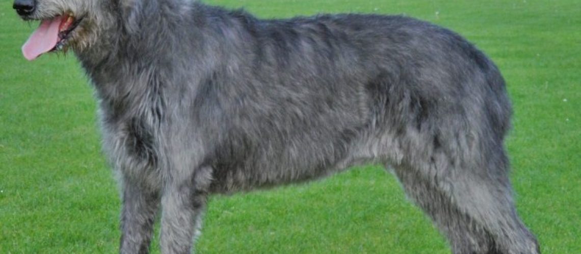 Irish Wolfhound: Dog Breed Characteristics & Care-WildCreaturey