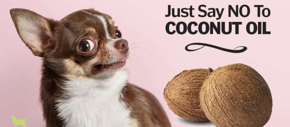 Is Coconut Oil Safe for Dogs?-WildCreaturey