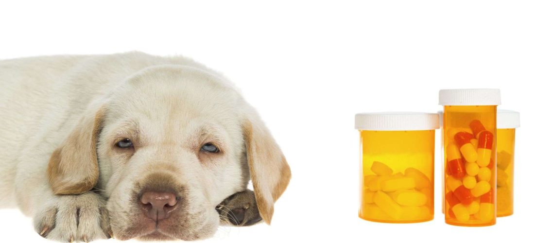 Is Ibuprofen Safe for Dogs?-WildCreaturey