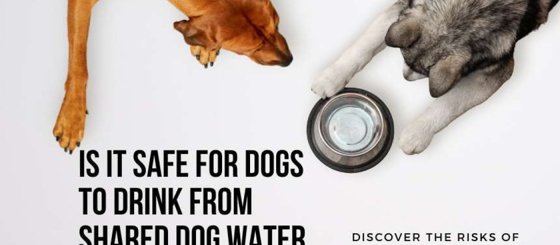 Is It Safe for Dogs To Drink Out of Shared Water Bowls?-WildCreaturey