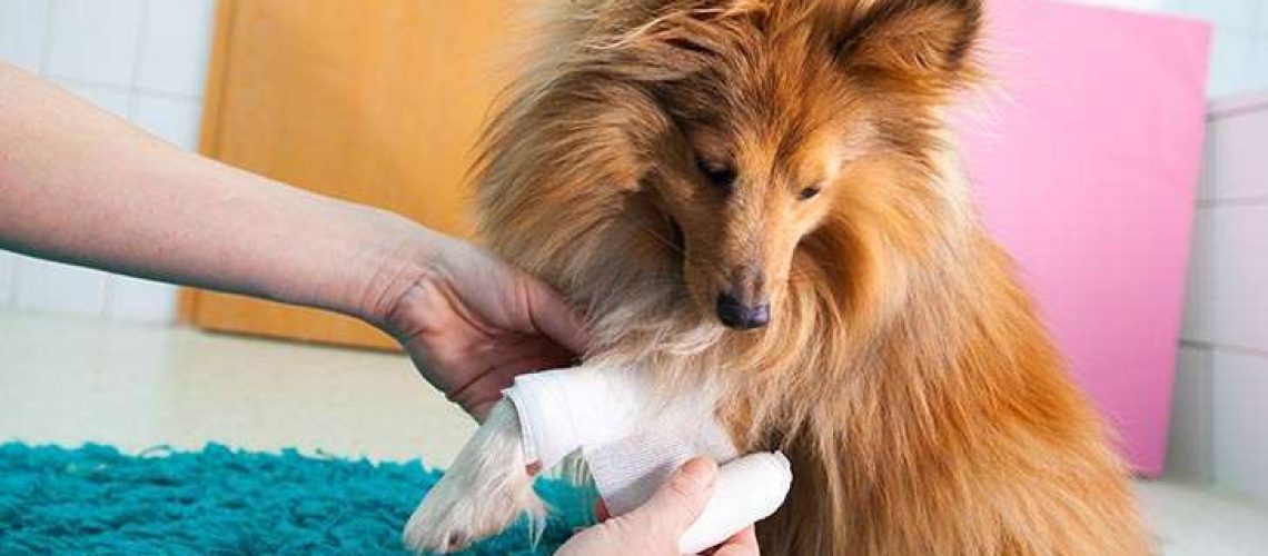 Is Neosporin Safe for Dogs?-WildCreaturey