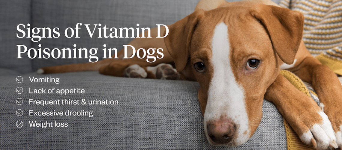 Is Vitamin D Toxic to Dogs?-WildCreaturey