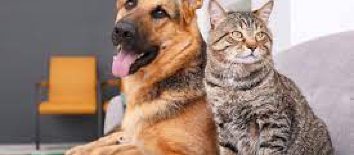 Is catnip safe for dogs