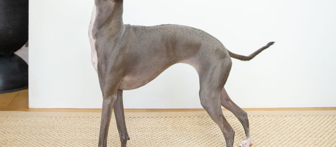 Italian Greyhound: Dog Breed Characteristics & Care-WildCreaturey