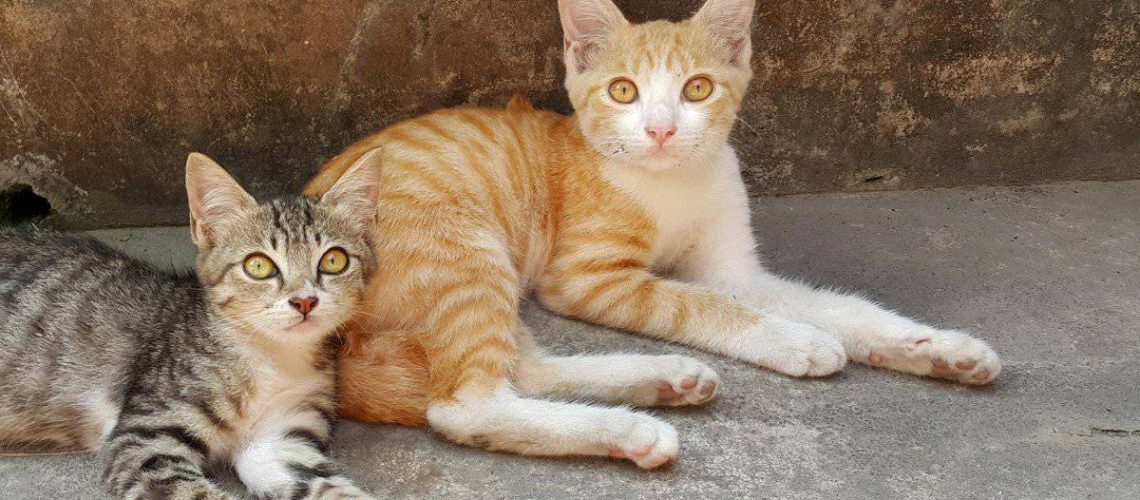 Javanese-Cats