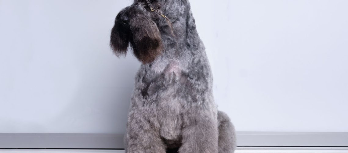 Kerry Blue Terrier: Dog Breed Characteristics & Care-WildCreaturey