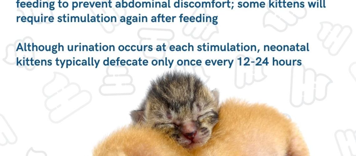 Kitten Constipation: Gentle Care Tips