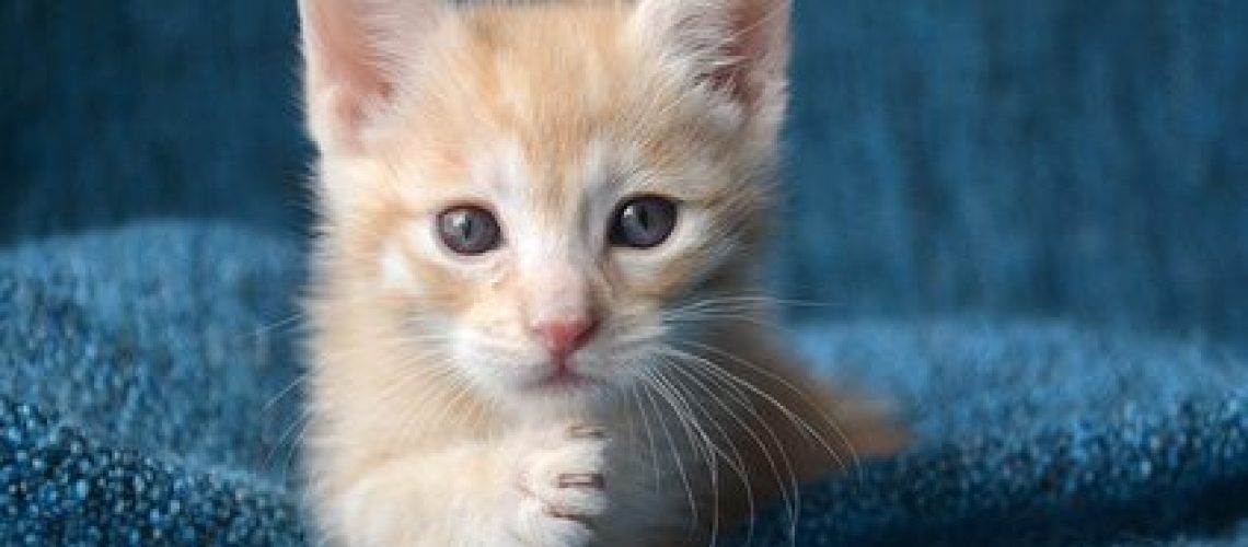 Kitten Health 101: Common Disorders and Diseases