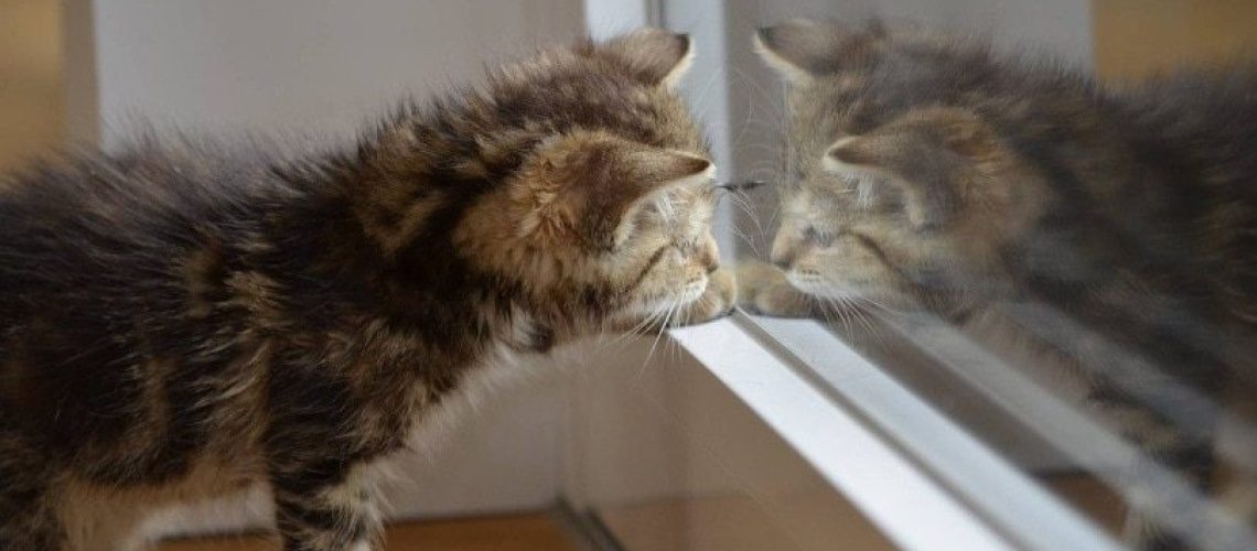 Mirror Magic: Helping Cats Understand Their Reflection