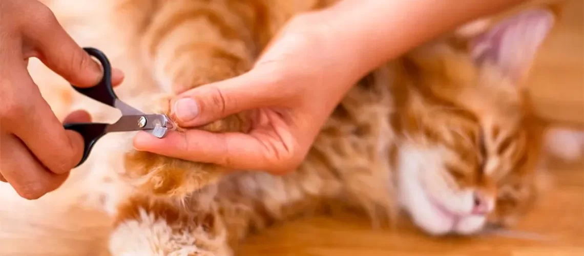 Kitty-Claw-Control-How-and-When-to-Cut-Your-Cats-Nails