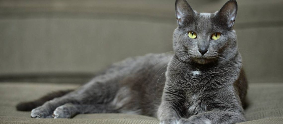 Korat Cats: Thailand's Lucky Feline Charms