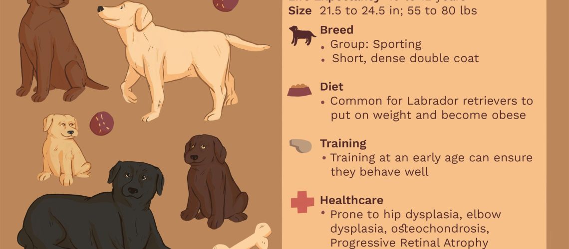 Labrador Retriever (Lab): Dog Breed Characteristics & Care-WildCreaturey