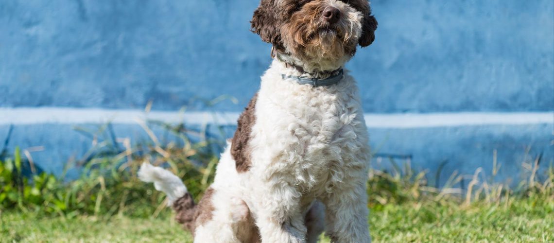 Lagotto Romagnolo: Dog Breed Characteristics & Care-WildCreaturey