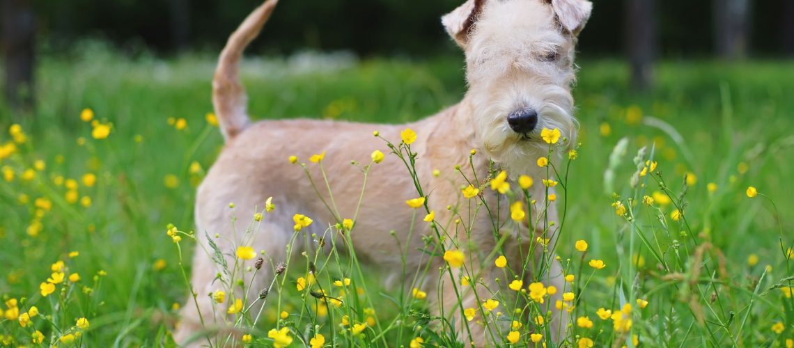 Lakeland Terrier: Dog Breed Characteristics & Care-WildCreaturey