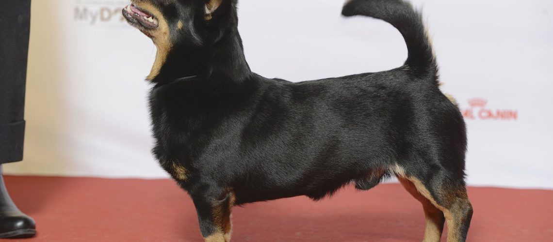 Lancashire Heeler: Dog Breed Characteristics & Care-WildCreaturey