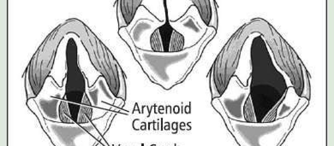 Laryngeal Paralysis in Dogs-WildCreaturey