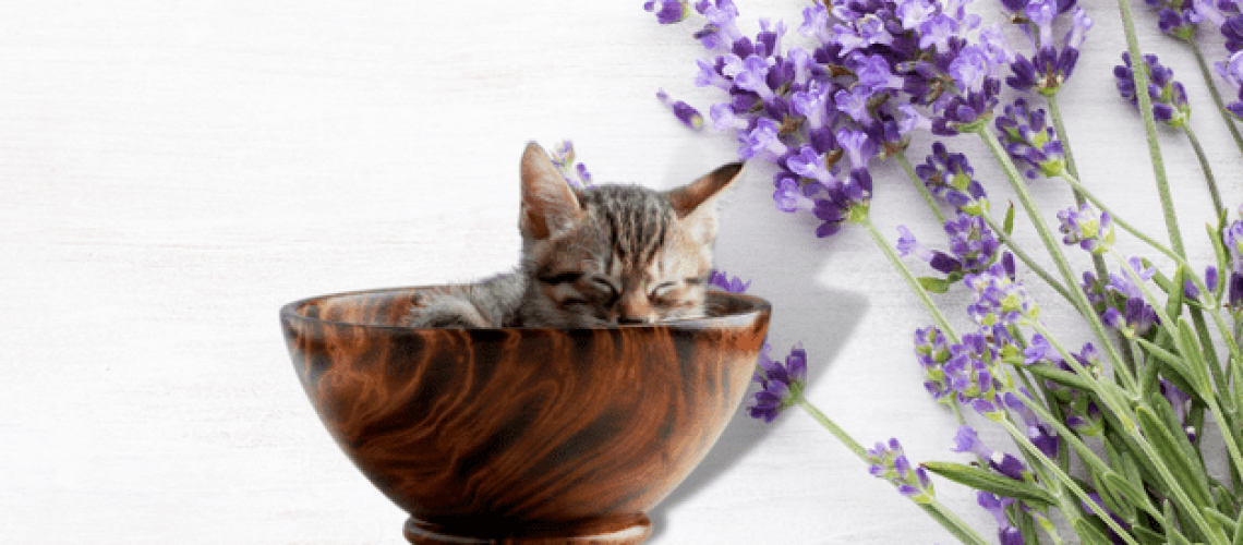 Lavender and Cats: A Safe Combo or Not?