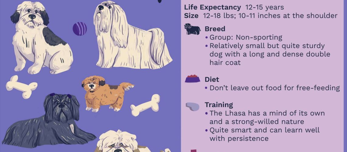 Lhasa Apso: Dog Breed Characteristics & Care-WildCreaturey