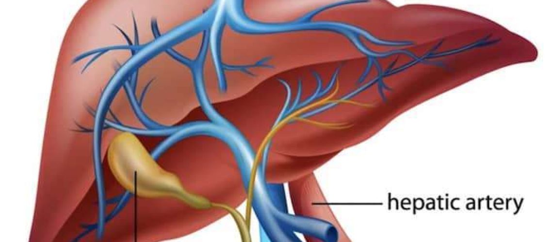 Liver Shunt in Dogs-WildCreaturey