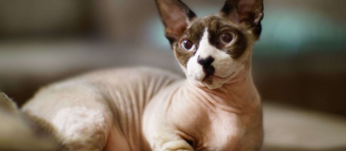 Bambino Bliss: Dive into This Cat Breed's Profile & Care