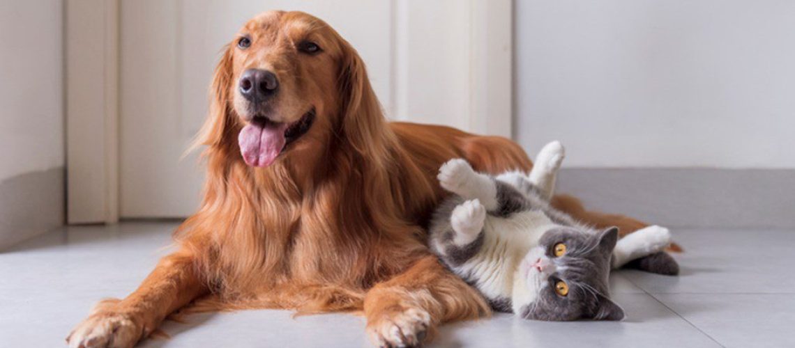 Making Friends: Introducing Cats to New Dogs