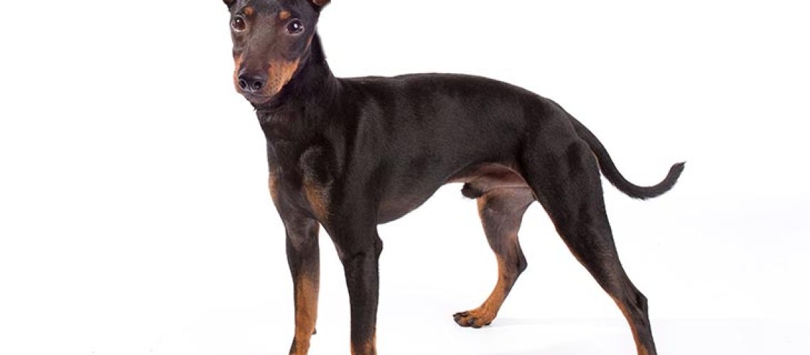 Manchester Terrier: Dog Breed Characteristics & Care-WildCreaturey