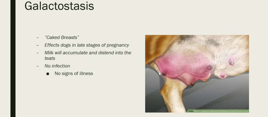 Mastitis in Dogs-WildCreaturey