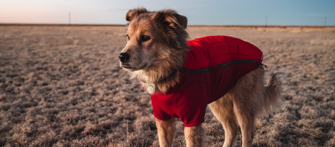 Meet Savannah: The First Dog to Walk Around the World-WildCreaturey