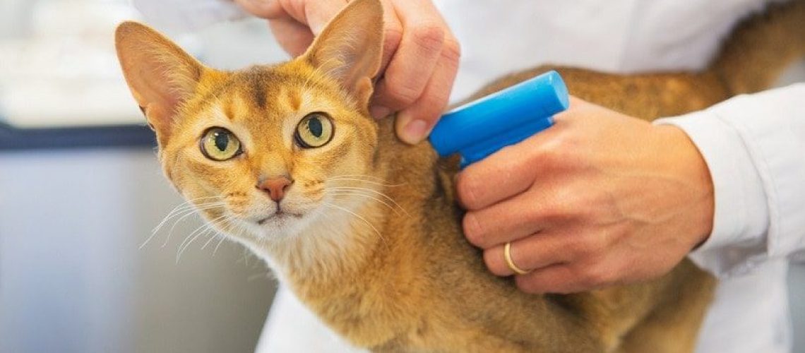 Microchip-implant-for-cat_Ivonne-Wierink_Shutterstock