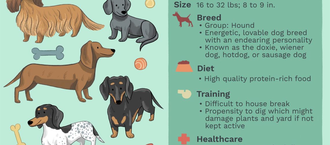 Mini Dachshund: Dog Breed Characteristics & Care-WildCreaturey