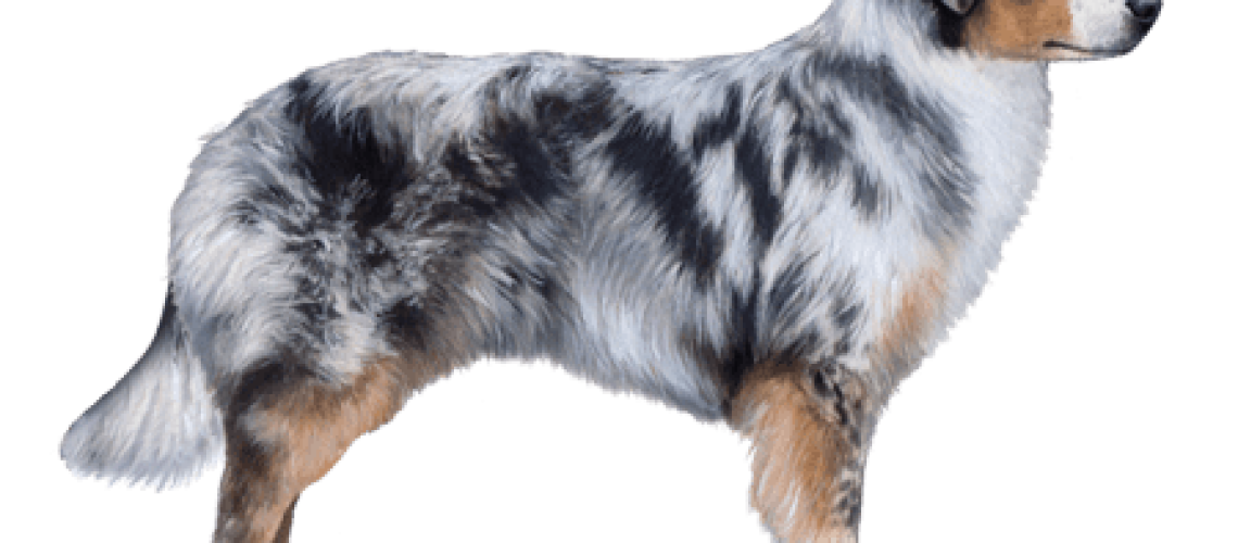 Miniature American Shepherd: Dog Breed Characteristics & Care-WildCreaturey