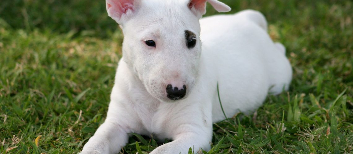 Miniature Bull Terrier (MBT): Dog Breed Characteristics & Care-WildCreaturey