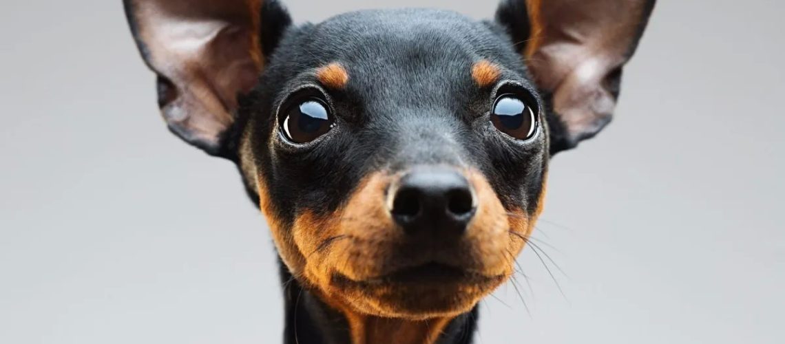 Miniature Pinscher (Min Pin): Dog Breed Characteristics & Care-WildCreaturey