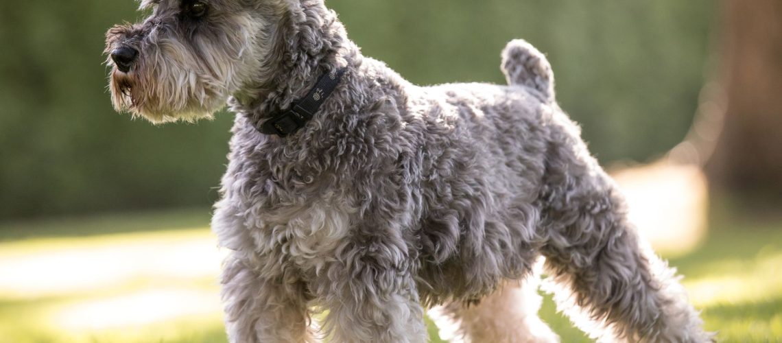 Miniature Schnauzer: Dog Breed Characteristics & Care-WildCreaturey