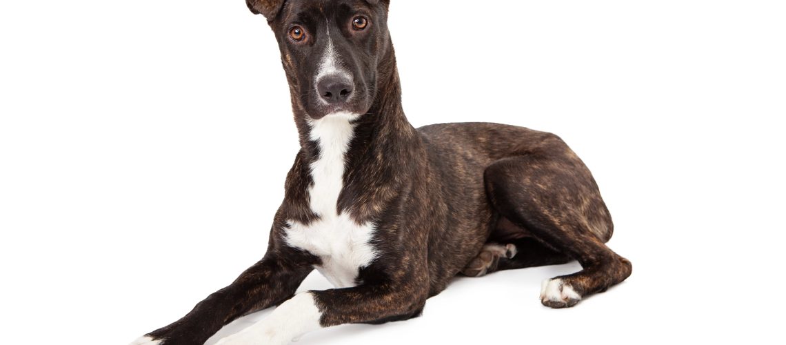 Mountain Cur: Dog Breed Characteristics & Care-WildCreaturey