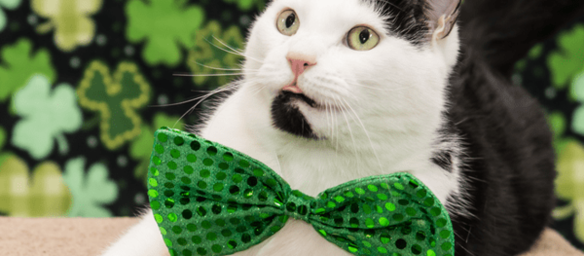 65 Irish Cat Names