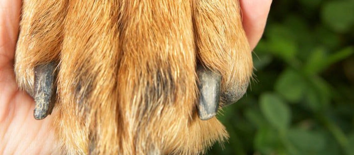 Nail Problems in Dogs-WildCreaturey