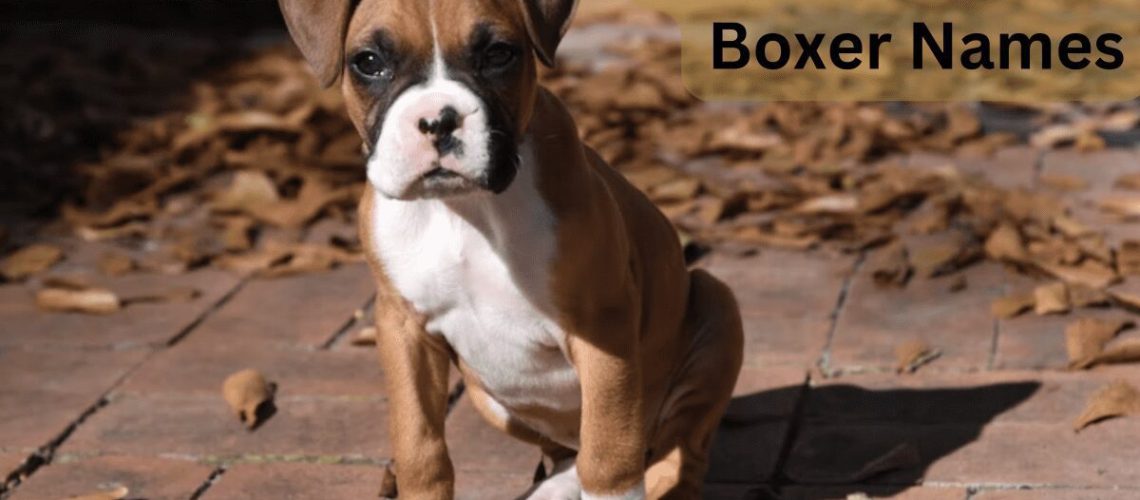 Names For Boxer Dogs-WildCreaturey