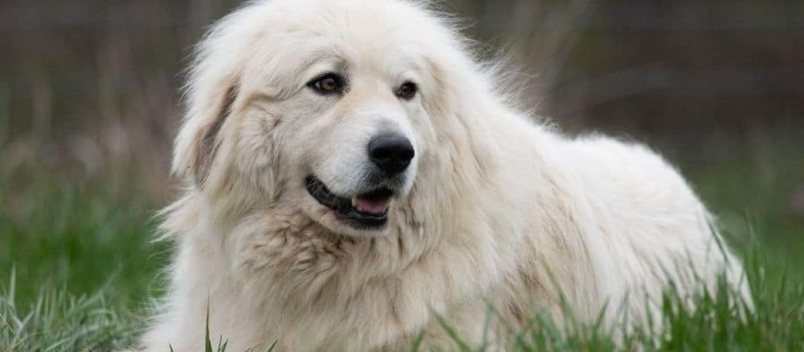 Names for a Great Pyrenees-WildCreaturey