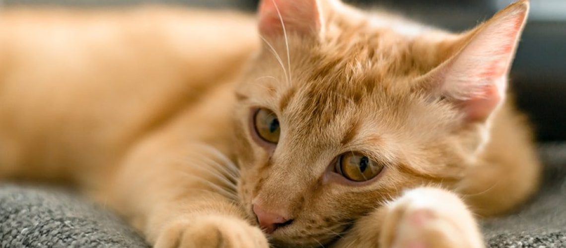 Navigating Epilepsy in Cats: A Care Guide