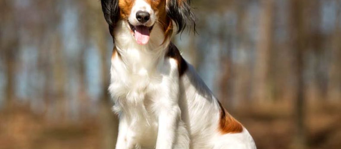 Nederlandse Kooikerhondje (Kooiker): Dog Breed Characteristics & Care-WildCreaturey