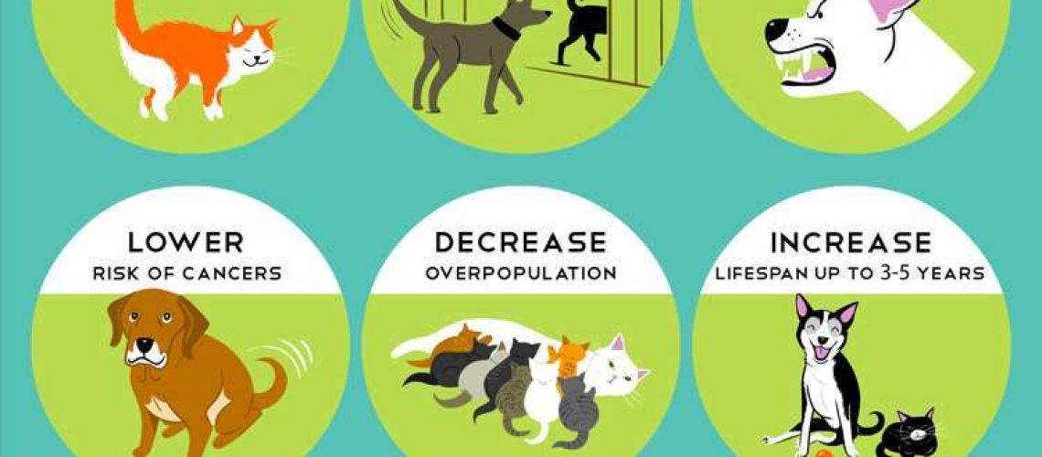 Neutering Your Dog Explained-WildCreaturey