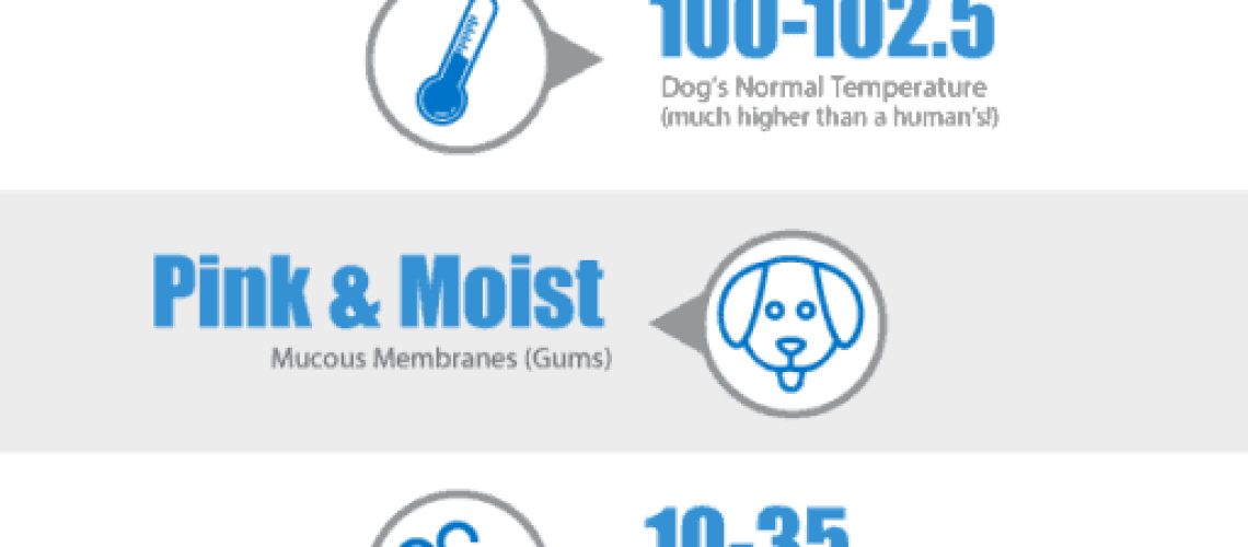 Normal Temperature Heart and Respiratory Rates in Dogs-WildCreaturey