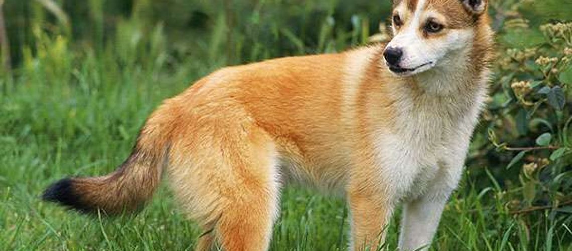 Norwegian Lundehund: Dog Breed Characteristics & Care-WildCreaturey