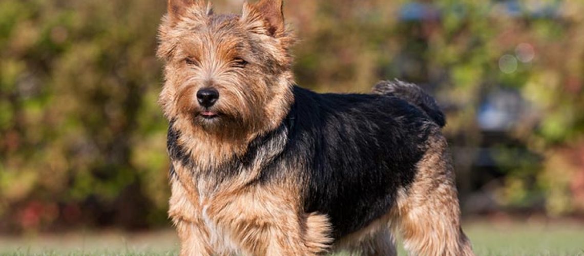 Norwich Terrier: Dog Breed Characteristics & Care-WildCreaturey