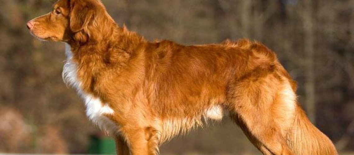 Nova Scotia Duck Tolling Retriever (Toller): Dog Breed Characteristics & Care-WildCreaturey