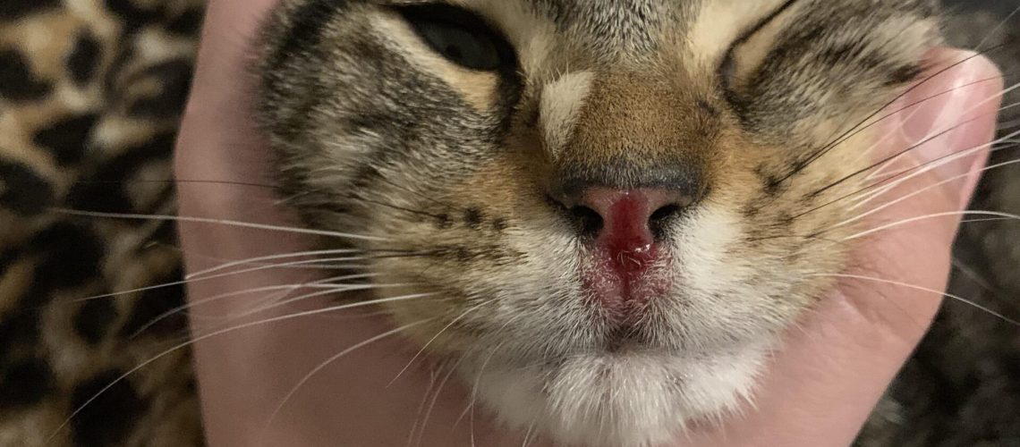 Oh No! Kitty's Nose is Bleeding: Understanding Nosebleeds in Cats