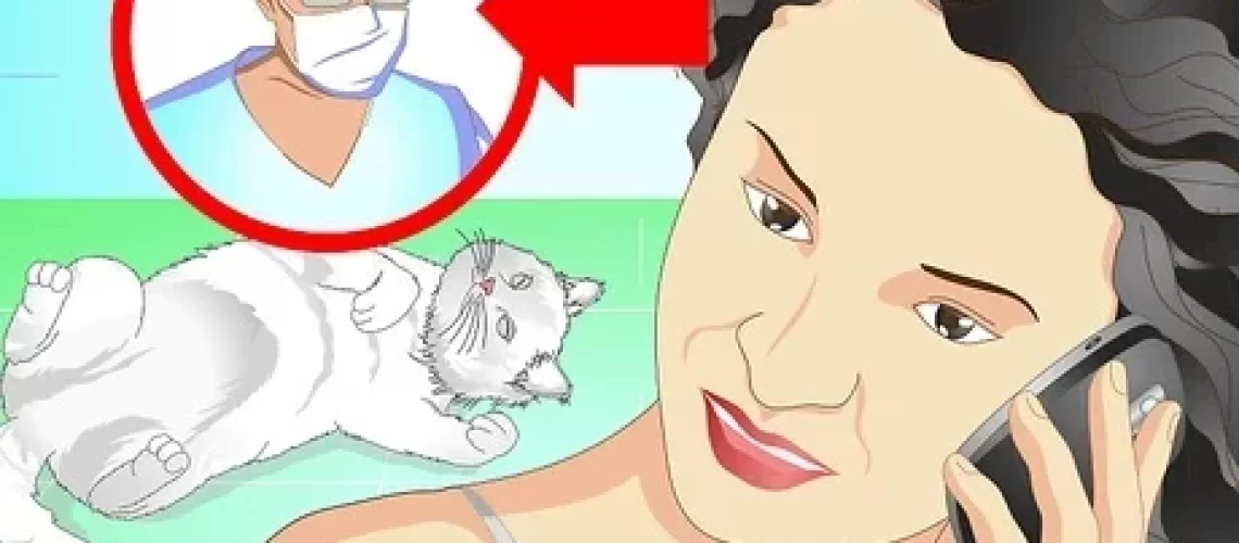 Oops! Kitty Ate Something Bad? How to Safely Make a Cat Throw Up